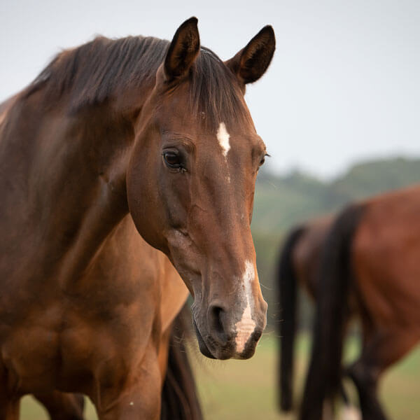 Impressionen Osteopathie Pferde und Menschen 14 ©Silke Garding