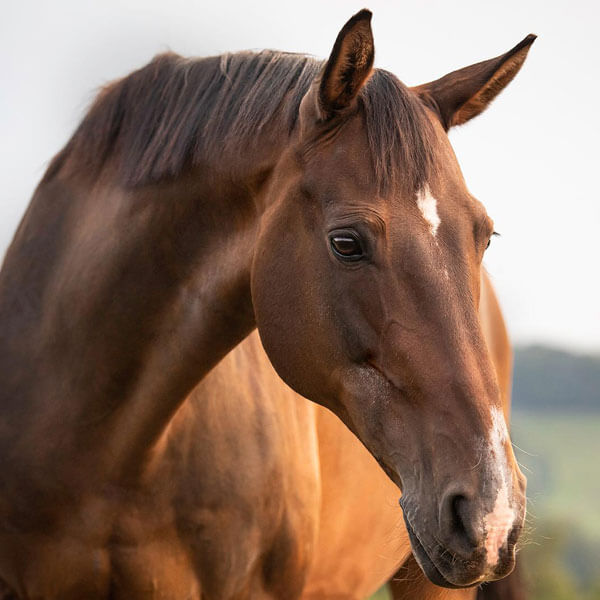 Impressionen - Osteopathie für Pferde und Menschen