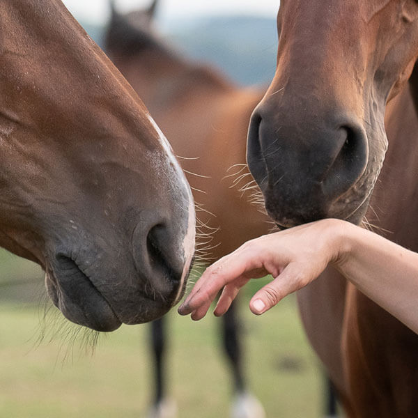 Impressionen Osteopathie Pferde und Menschen 25 ©Silke Garding