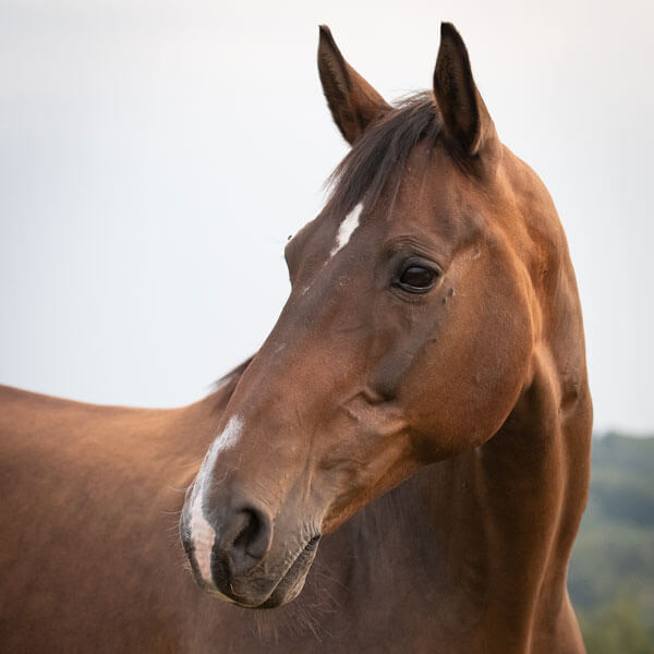 Impressionen Osteopathie Pferde und Menschen 26 ©Silke Garding
